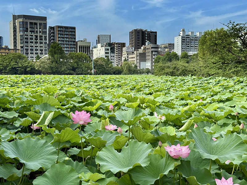 Shinobazu Pond, Ueno